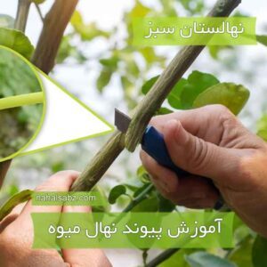 آموزش پیوند زدن درخت میوه