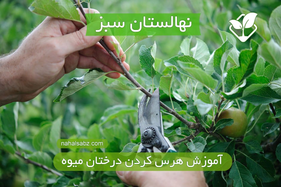 آموزش هرس درختان میوه.نهالستان