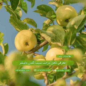 معرفی کامل درخت سیب گلدن دلیشز
