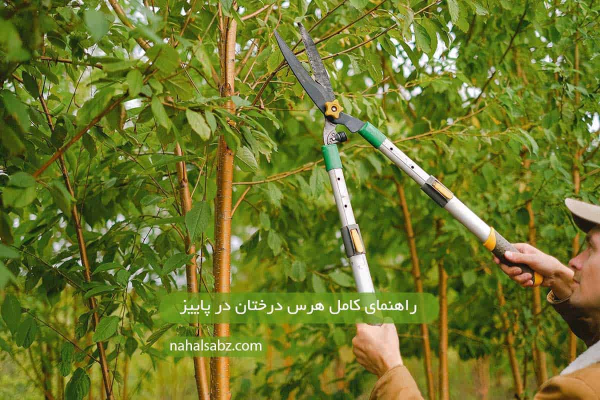 راهنمای کامل هرس درختان در پاییز