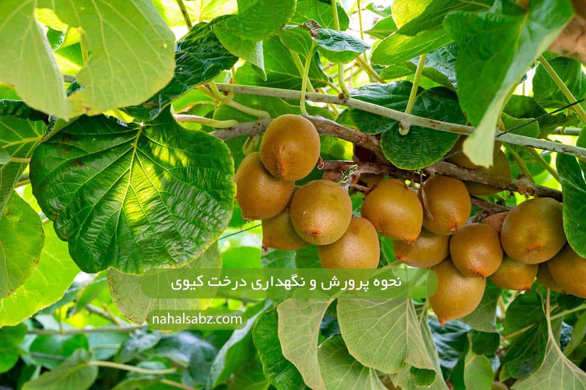 نحوه پرورش و نگهداری درخت کیوی