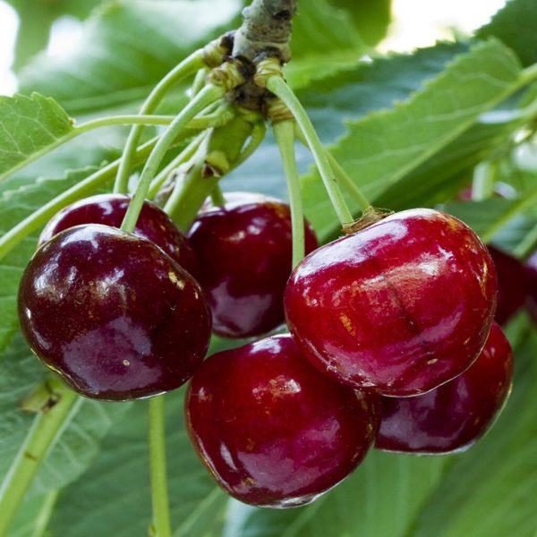نهال گیلاس پایه رویشی