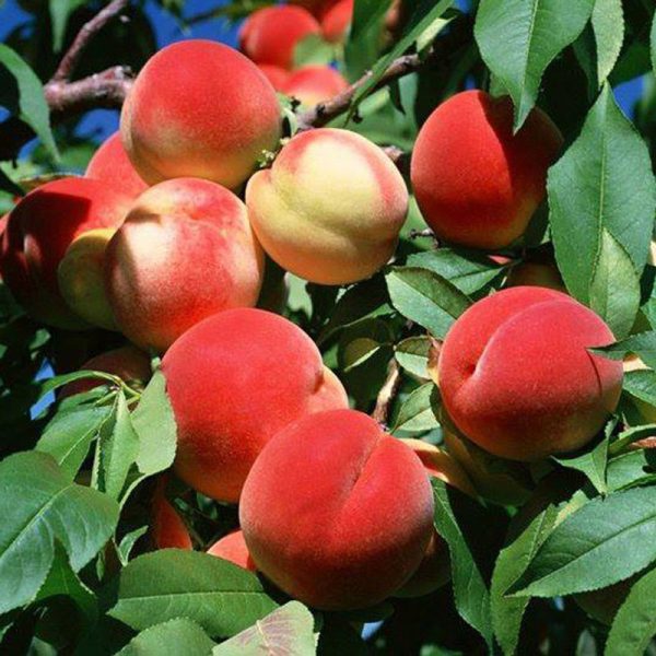 نهال هلو انجیری خونی