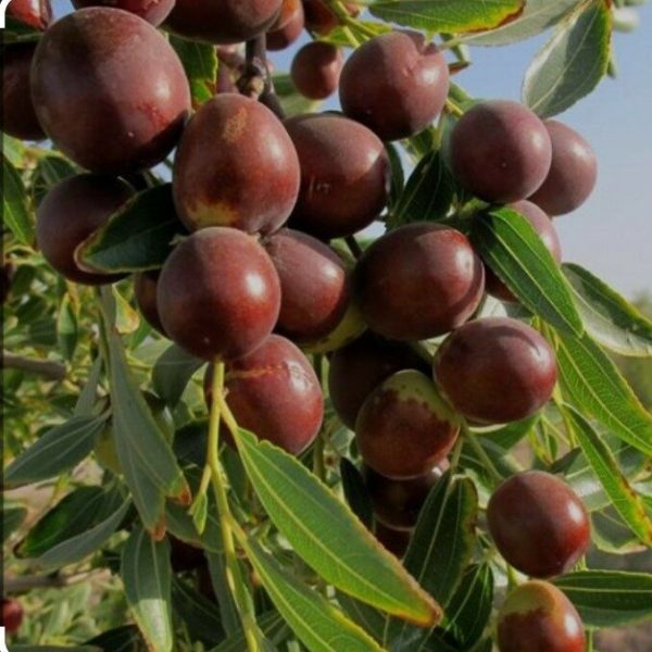 نهال عناب اکراینی