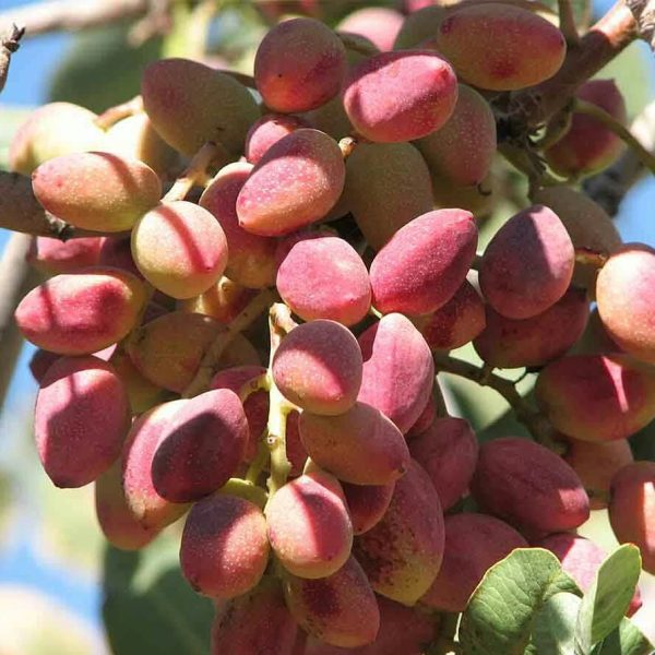 نهال پسته احمدآقایی