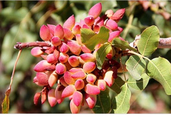نهال پسته پیوندی اکبری