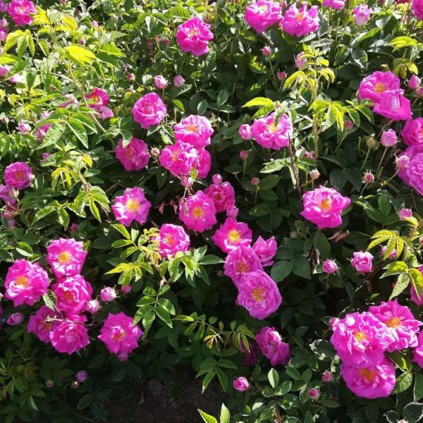 نهال گل رز محمدی