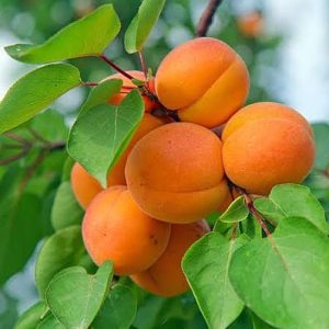 نهال زرد الو پرتقالی
