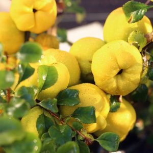 خرید نهال به محلی
